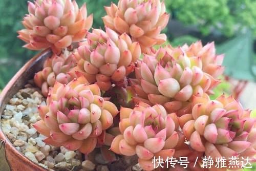 浇水|多肉植物中的爆盆之王女雏,人称小荷花,出了状态美得令人陶醉