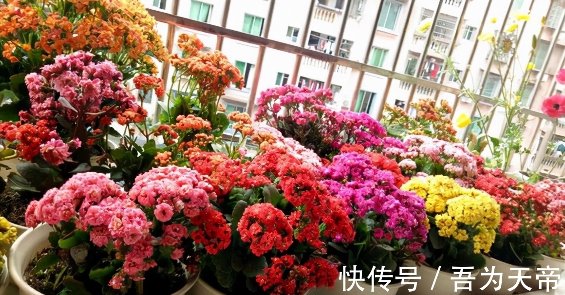 花盆|长寿花有“4喜3怕”,避开小坑,快速开花一大片,太省心了