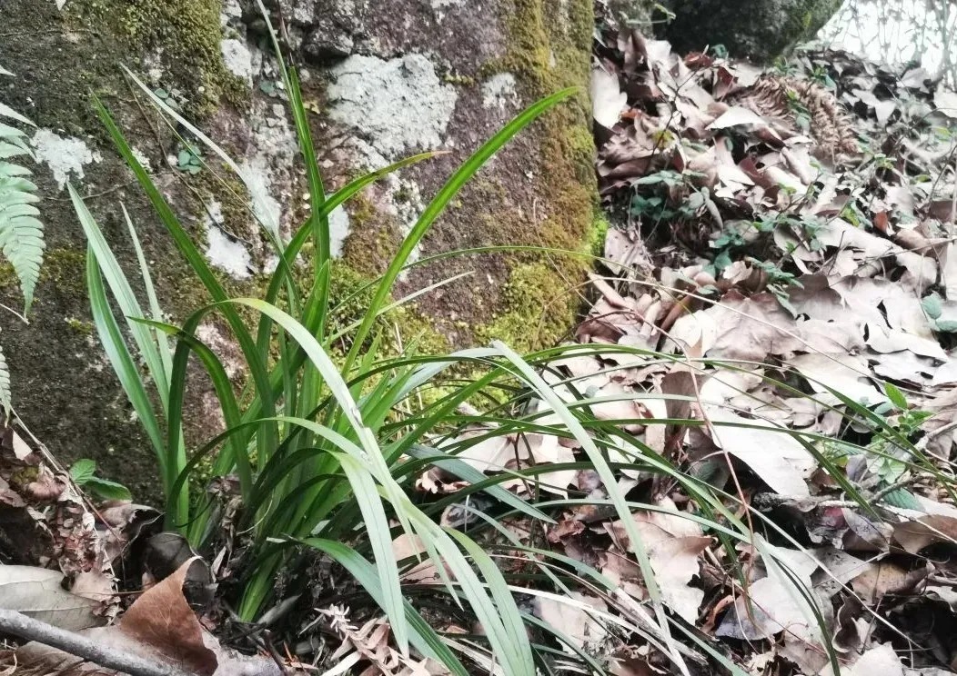松针腐殖土养兰花，做好两件事，来年春天有好植料