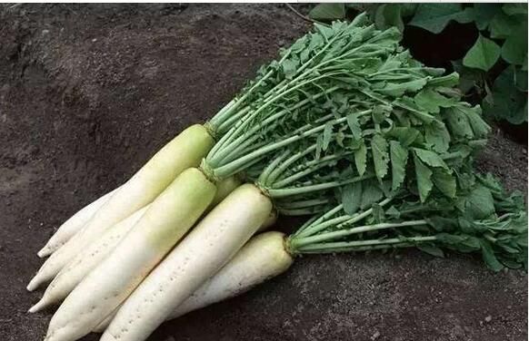 一根蘿卜7味藥，一種吃法治一種病招招有效！