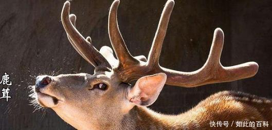 袁世凯|1914年袁世凯请记者吃饭,记者闹大笑话,只因桌上这1道菜!