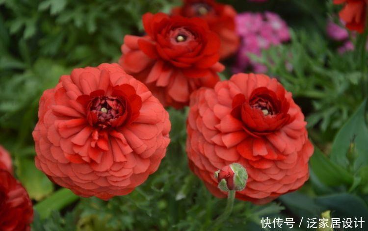 4种花养家里，美得倾国倾城，盆盆开成大花球