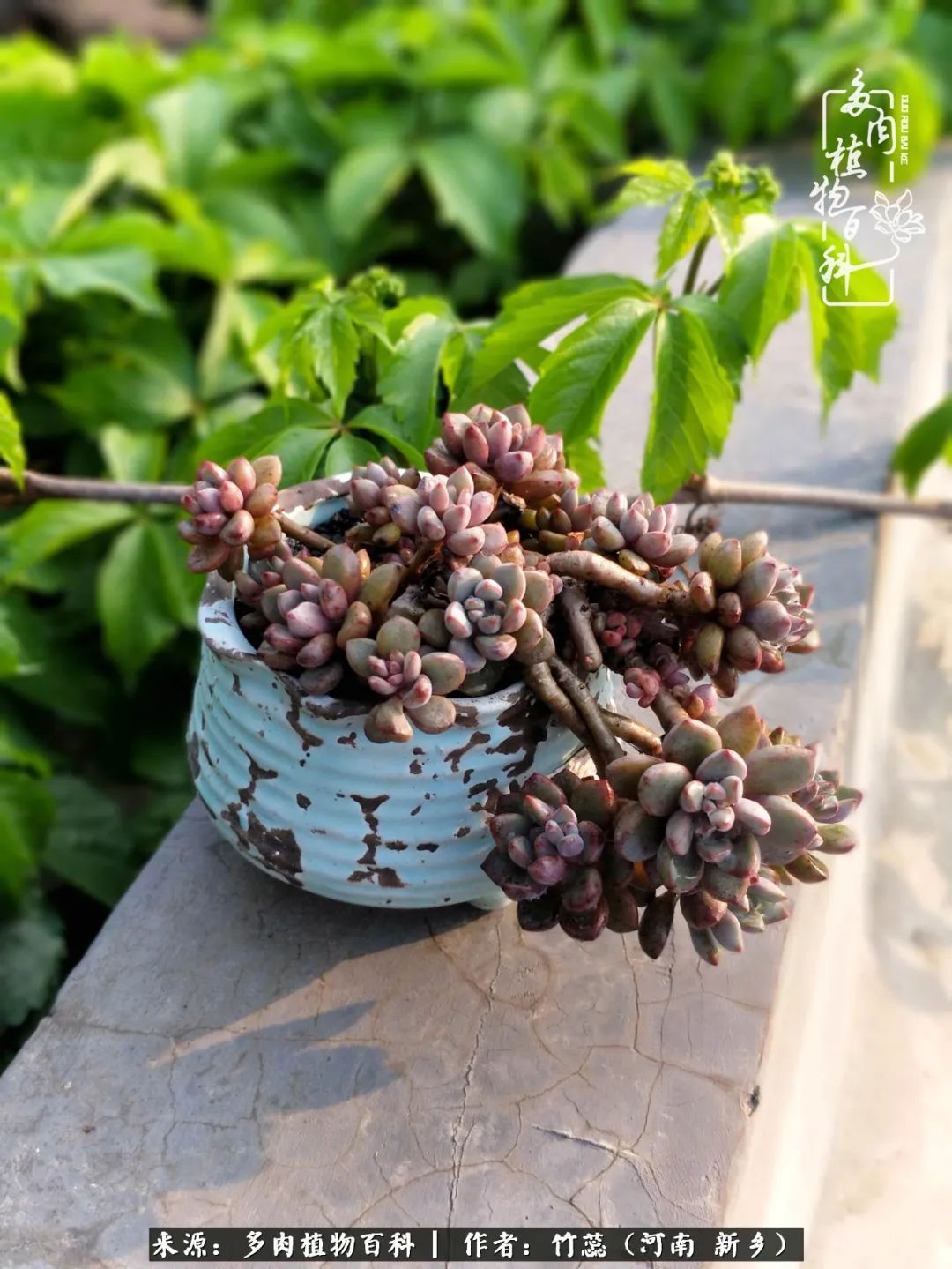 养多肉三周年有感养这么多多肉到底有啥用！