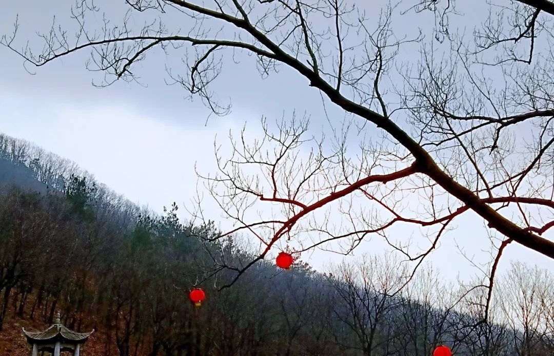 雪小禅$散文诗:不怨梅开早,不嗔雪落迟