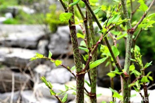 它在国外臭名昭著,在我国却名气很大,80后当成零食吃,12元一斤