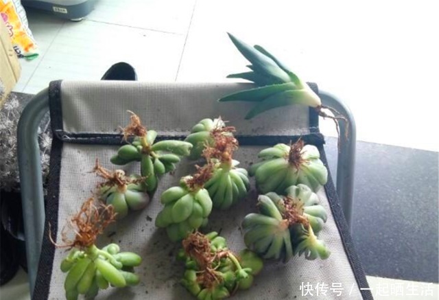 给多肉修根,忘了做这“1步”,容易黑腐、烂根,还不如原生盆!
