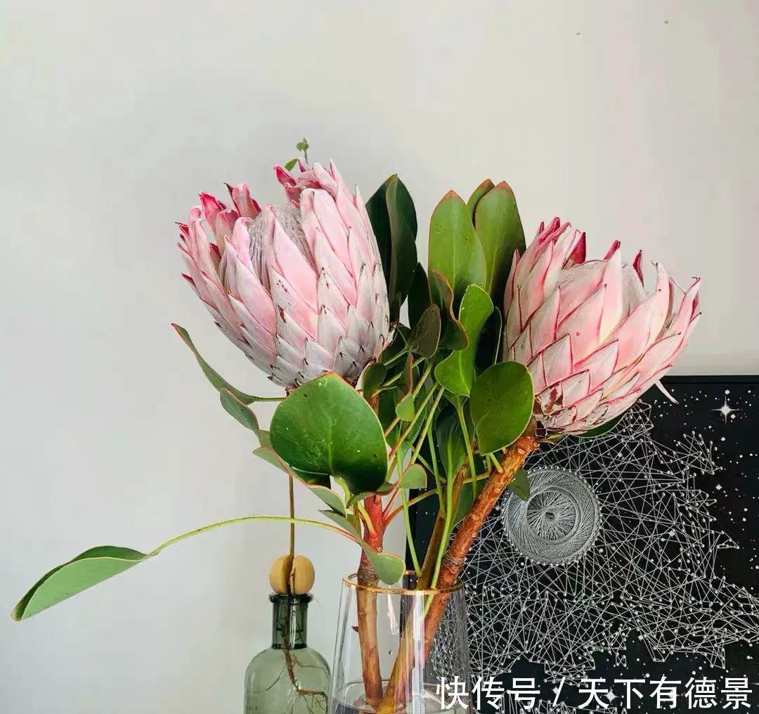 最气派的“霸王花”,家里养一盆,华丽又大气,富贵又吉祥