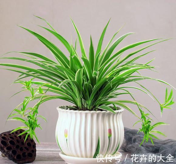 利于健康的“9种花”,株型雅致有格调,寓意“吉祥”有韵味
