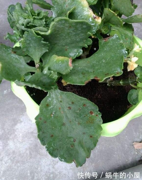 休眠|8种“漂亮花”,就怕暴雨天,淋雨就烂,赶紧搬到屋里去