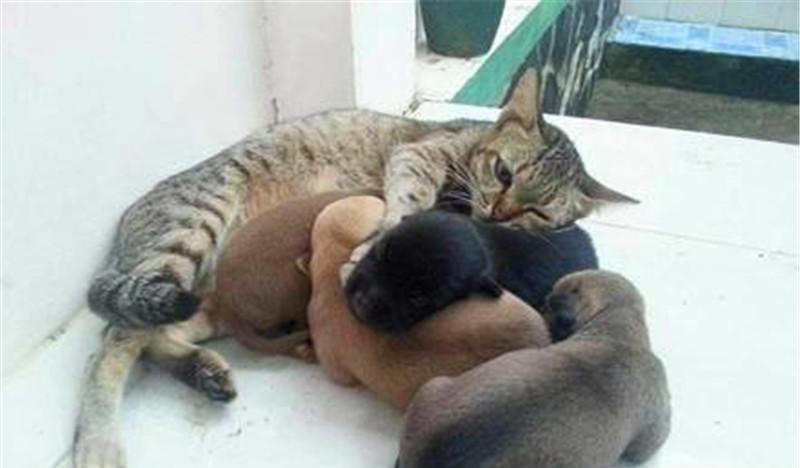 猫咪|家里的狗生宝宝了，结果家里的猫咪遭殃了，关键是只公猫！