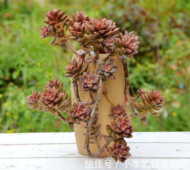 新手养多肉,就养6种“普货多肉”,简单养就有状态,满是成就感