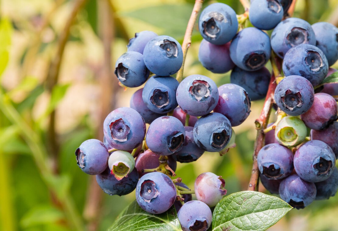 苹果|夏末秋初，宝宝养护需注意什么？吃对水果能让他们更健康
