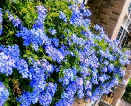 长寿花|7月逛花市,我只买这7种花,耐38℃高温,花期长达240天,好看好