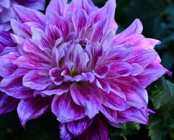 大丽花一开“小又少”吃点“花激素”,花瓣大又多,一开成花海