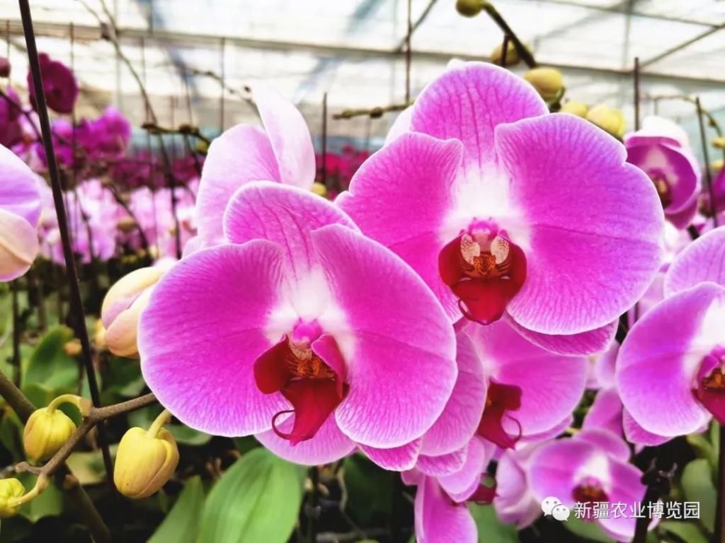 云赏花丨蝴蝶兰绚丽绽放,惊艳了盛夏时光