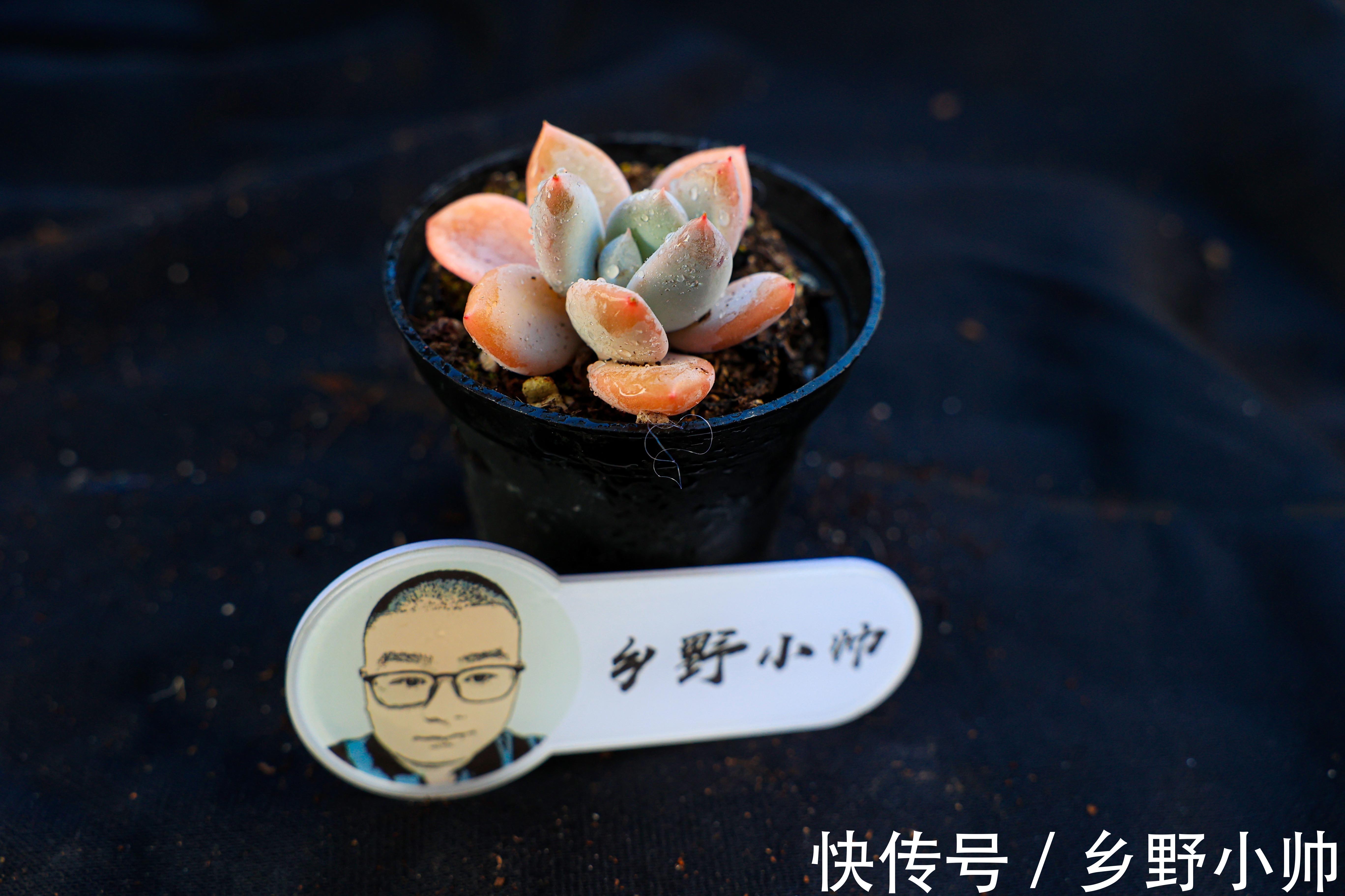 有的“水”并不一定适合浇多肉。爱多肉的你 ,千万别选错