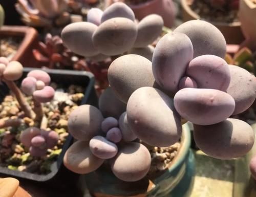 “养多肉需多晒太阳、少浇水？”大错特错，这3阶段正好一反