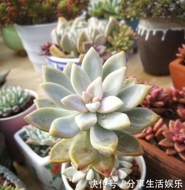 新手养什么多肉好这3种,好看好养,度夏无压力,长满一大盆!
