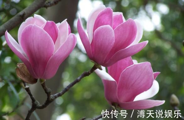 花色|想养花试试“它”花语灵魂高尚,花色“从里到外”会变色