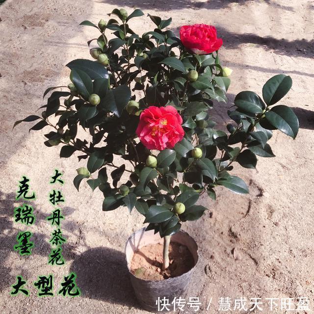 月季|放弃月季吧,此花浇水就能活,赛过牡丹,抗旱又扛冻