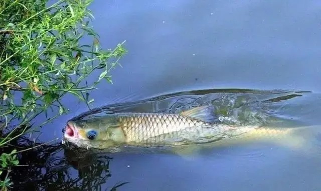 遇见大鱼打桩,不想切线或者断竿,这样做就能搞定!