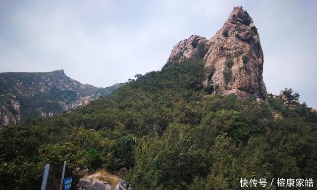 烟台开发区磁山“神龟望海”景点旁, 有棵很老的野葡萄