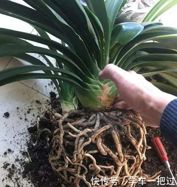 君子兰不见长,是僵苗还是养护不当教你“4招”,快速恢复活力!