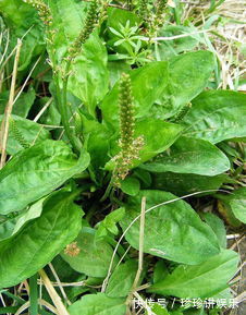 黄花菜|养肝就是保命,农村的3种野菜,养肝护肝,肝脏排毒,人才更健康