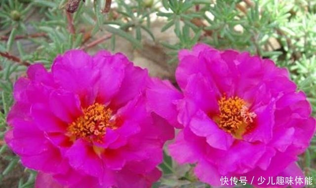 枝条|当太阳花升级成“重瓣花”，照样是开花机器，一根枝条就是一盆花！