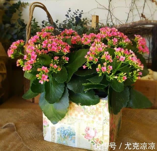 温馨|5种养人花，建议卧室养一盆，促睡眠“养精神”，温馨又大气