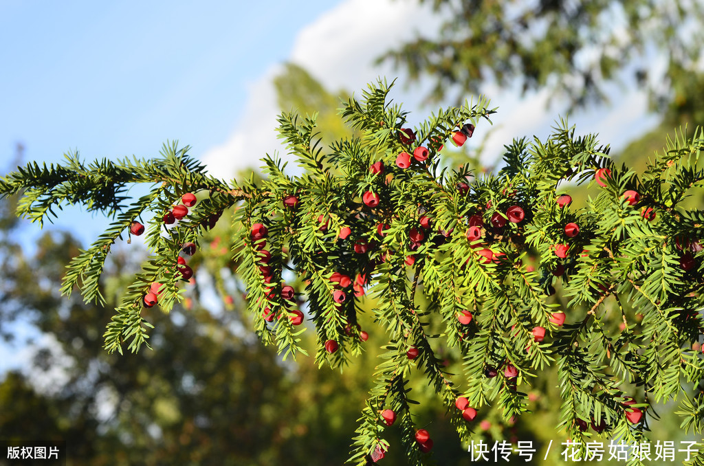 花盆|红豆杉叶片发黄掉落？选盆有技巧，注意这3个要点，美观又好养