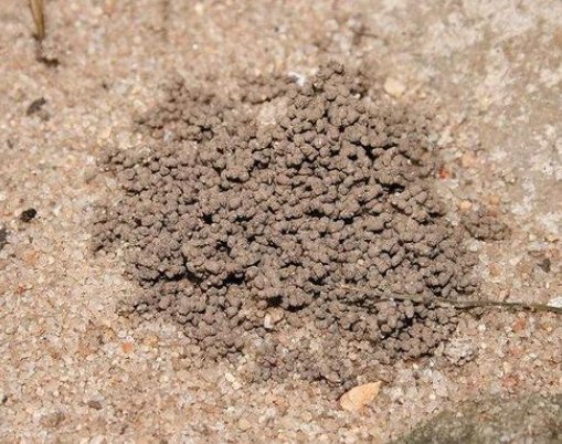 不停|养花别再买营养土,盆里掺1把“废料”,土壤疏松透气,花开不停