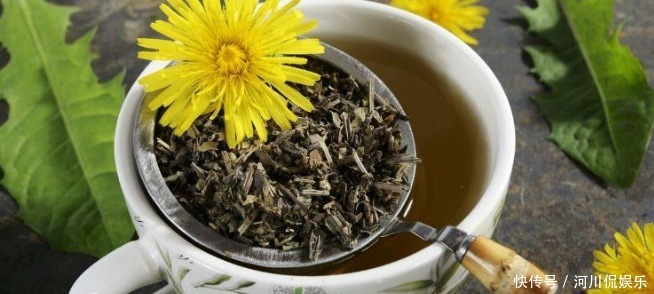 蒲公英泡水|51岁女子,因一壶蒲公英水,被送进医院,蒲公英4大禁忌要知晓