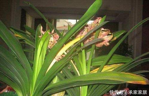 养君子兰不会浇水主要看叶子,水多水少有信号,养护也方便