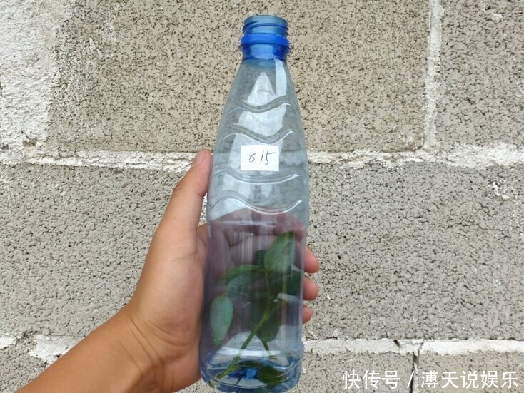 妙招|家庭养花,塑料瓶是“宝贝”,学会5个使用“小妙招”,一生受用