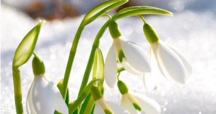 家乐花|养花就养这几款,漂亮又好闻,全年开花不断,花开美观又大气