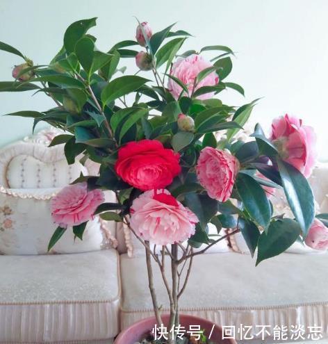 4种漂亮花,好养易活能爆盆,花期长花量大,漂亮有气质