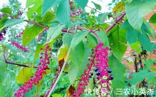 农村|农村常见的“葡萄串”,嫩茎叶是上好野菜,殊不知根部价值更高