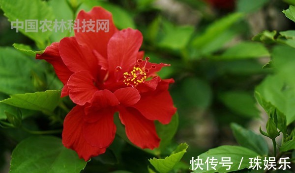 高颜值的扶桑花,这样养护花朵更艳,花期更长久