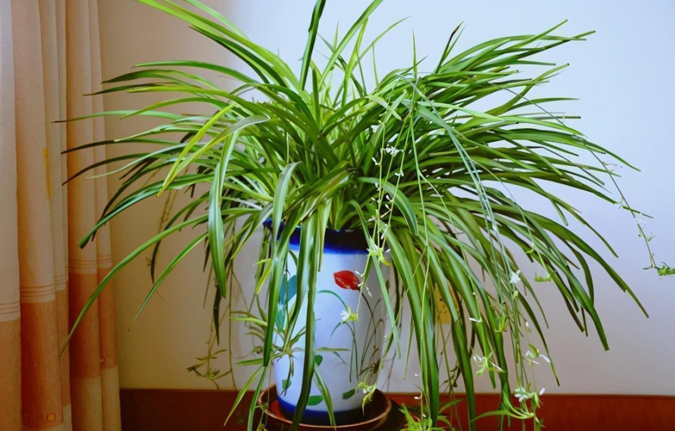 雾霾|能净化室内空气的盆栽,选此四种,秋冬不怕来雾霾