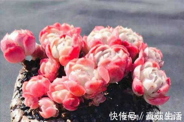 品种|9种多肉,贵且难养,怕晒怕淋爱秃长,买了多半成鸡肋