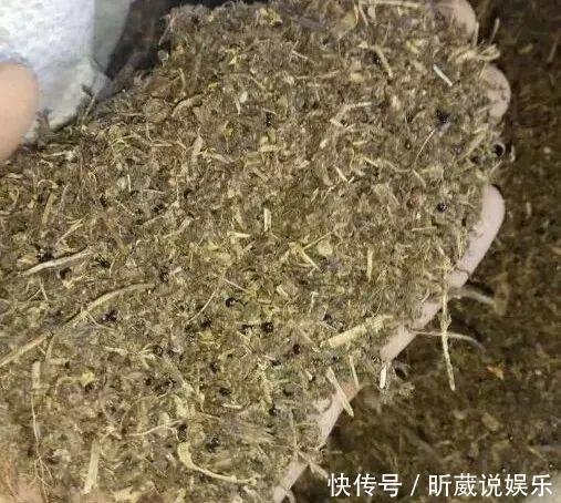 4种垃圾不会分类别担心,埋在花盆底,叶子绿得直滴油!