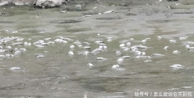 河道|普宁河道干涸,大量繁殖期罗非鱼搁浅河道,有人一筐筐捞走