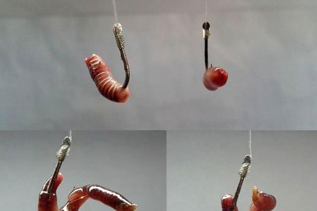 鱼饵|钓鱼时到底该不该露钩别争论了,实践才能出真知