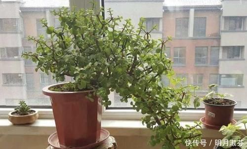 想要养一盆好看的金枝玉叶,教你一招,长成老桩,人人见了都夸美