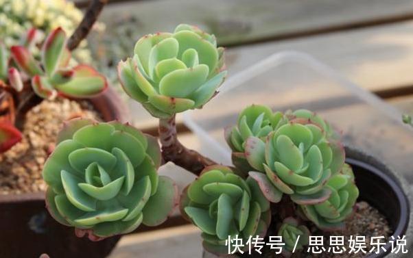 多肉植物速成老桩秘籍盆栽管理''狠一点'',想成功很简单