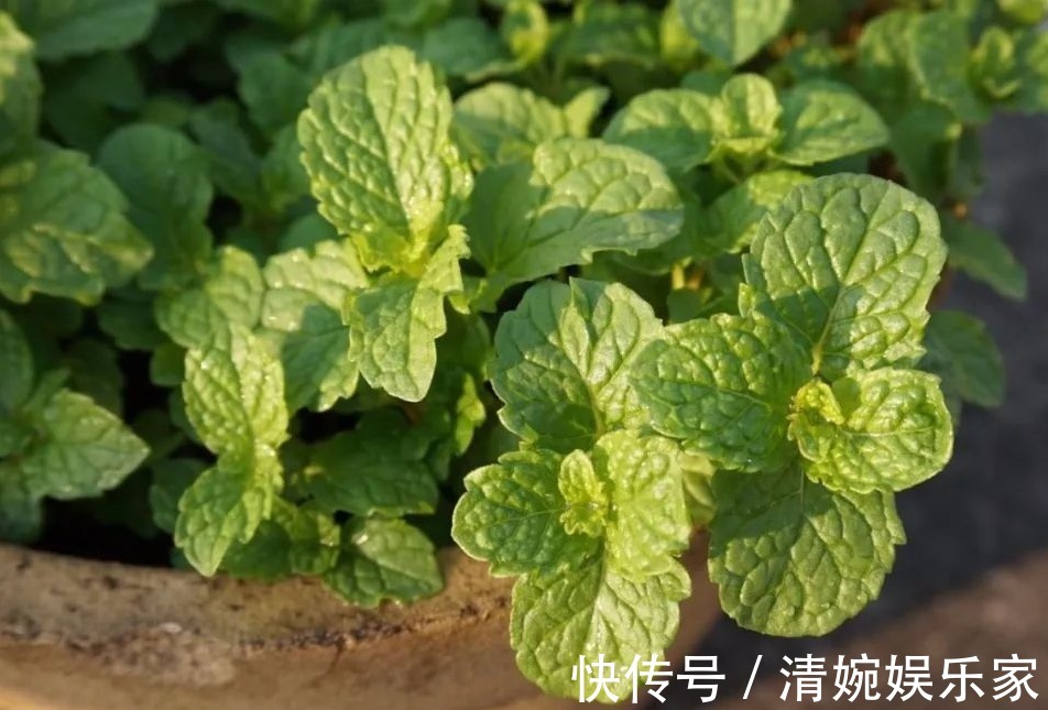 本草纲目|一片薄荷9味药！薄荷的9大顶级妙用，9种不同功效，让你受用一生