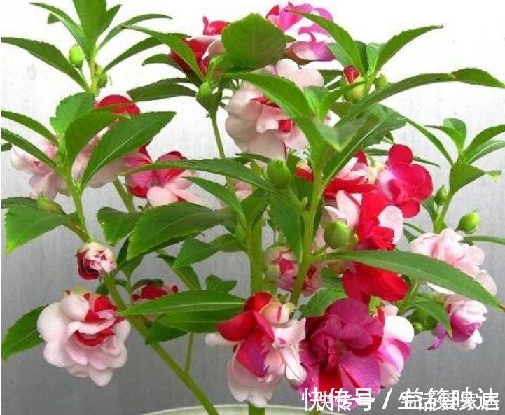 龙沙|最适合新手养的5种花,沾土就能活,花量大不操心,越养越喜欢