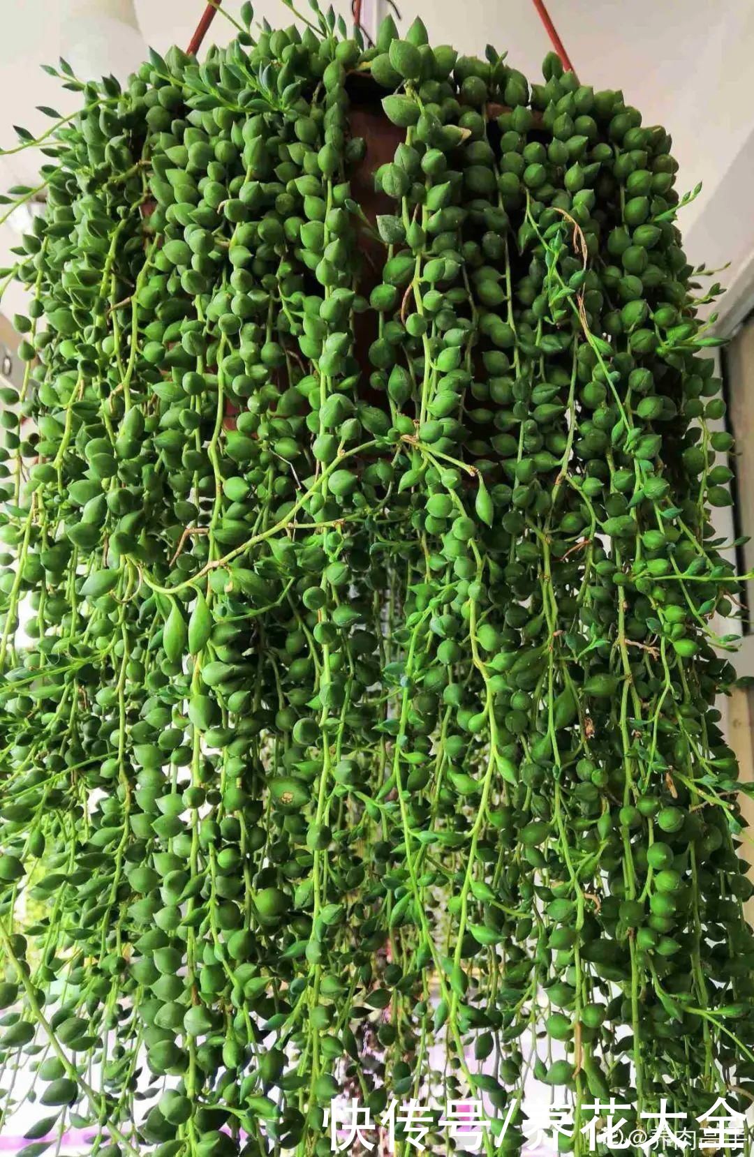 春天的多肉,长成一把大大扇子,看着就是爽