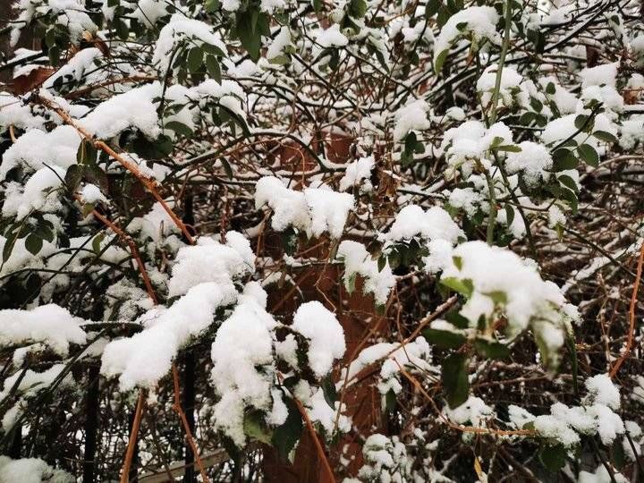 雪花|2022年，济南的第二场雪